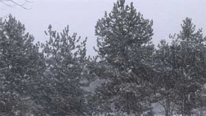 Ambient Calm DVD - Image 14