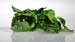 Cooking with Aphrodisiacs DVD - Image 16