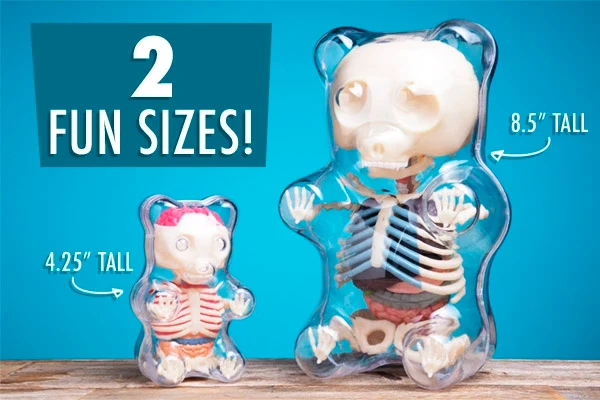 Gummy Bear Anatomy Model - Image 5