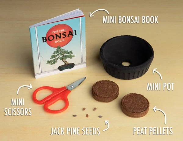Mini Bonsai Kit - Image 2