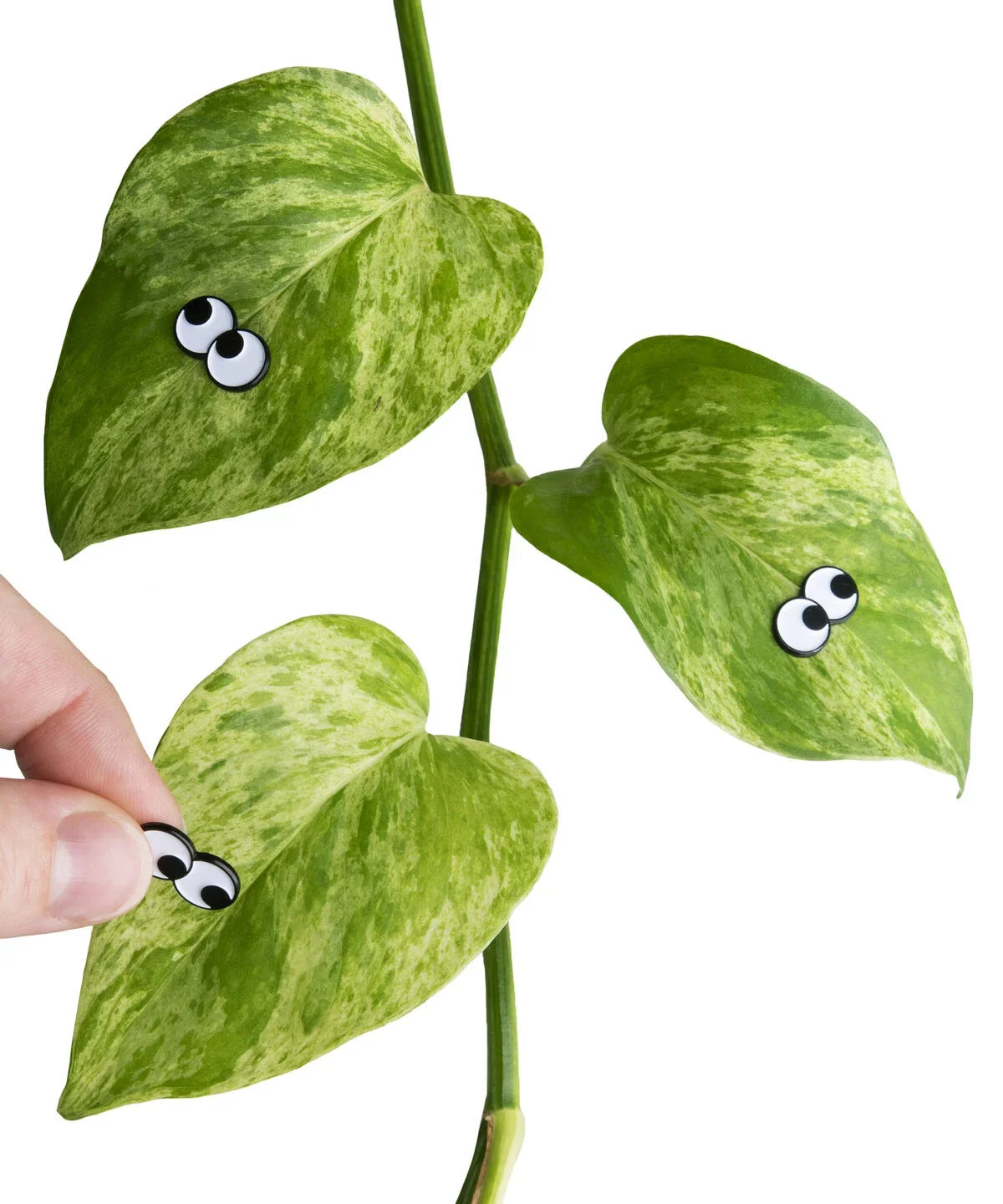 Plant Magnets