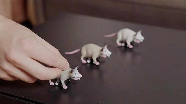Racing Possums - Image 3