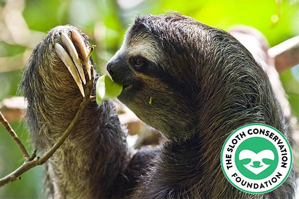 Sloth Adoption Kit - Image 3