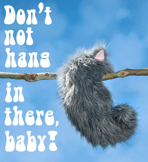 The Not-a-Cat Cat - Image 3